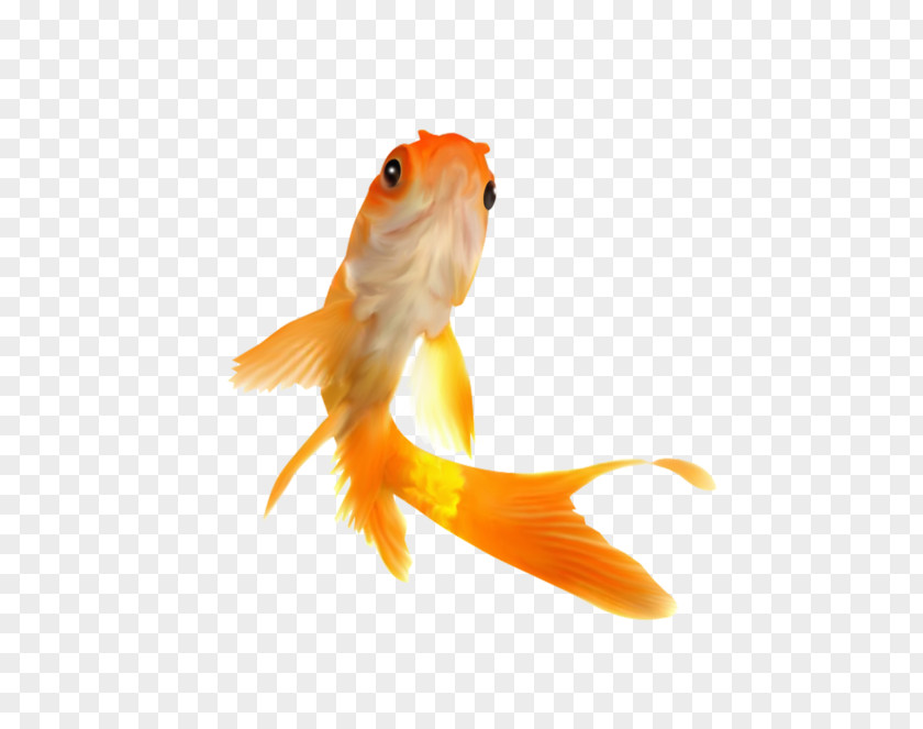 Photography Goldfish Royalty-free PNG