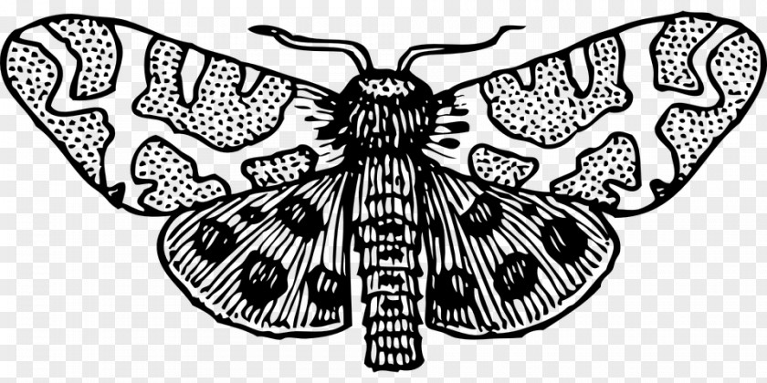 Butterfly Insect Moth Clip Art PNG