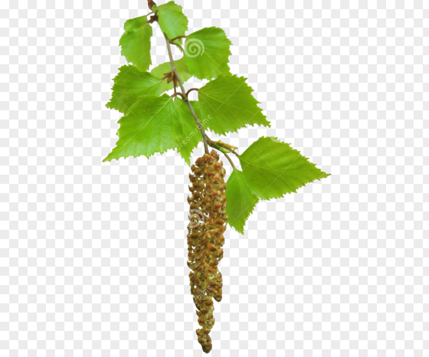 Tree Birch Sap Twig PNG