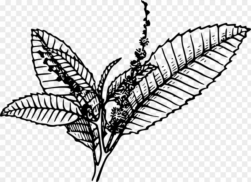 Chestnut Tobacco Pipe Plants Clip Art PNG