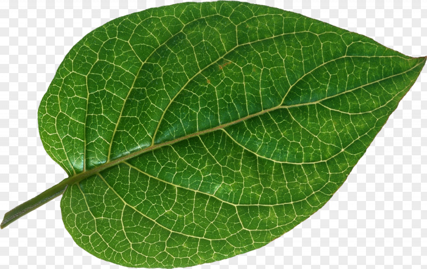 Green Leaves Potted Buckle Leaf Vascular Bundle Bladnerv Root Plant PNG