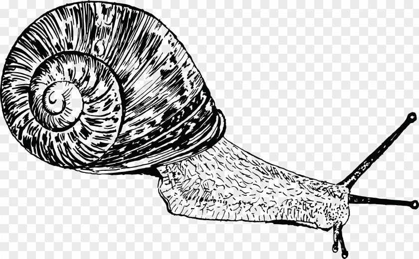 Insect Snail Gastropods Gastropod Shell Seashell Clip Art PNG
