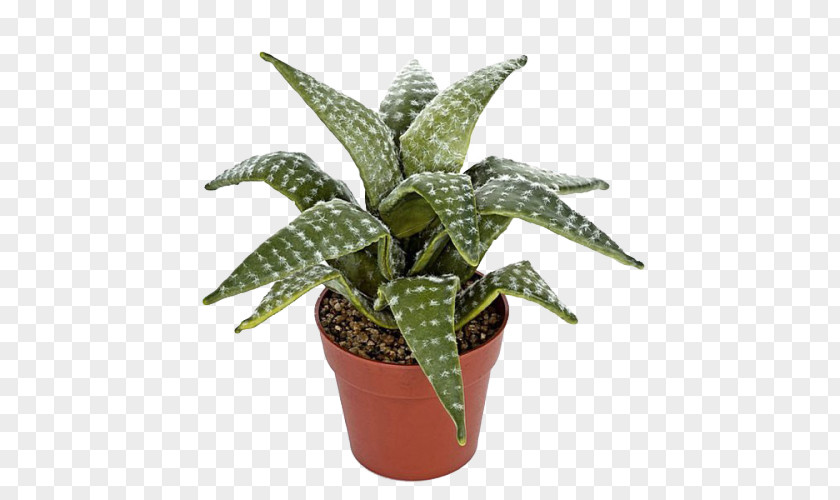 Plant Aloe Vera Calathea Lancifolia Houseplant Flowerpot Howea Forsteriana PNG