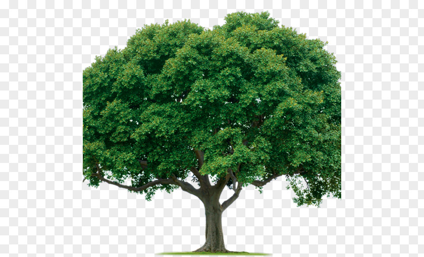 Tree Evergreen Clip Art PNG