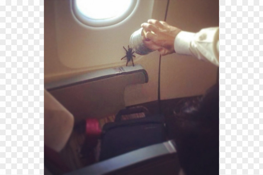 Airplane Flight Attendant Spider Passenger PNG