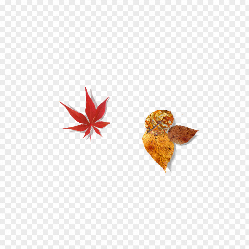 Autumn Leaves Red Maple Leaf Paper PNG