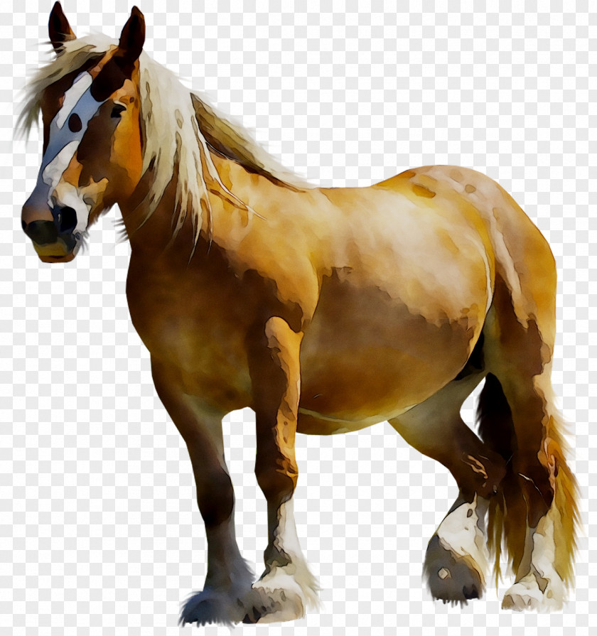 Clip Art Mustang Clydesdale Horse Arabian PNG