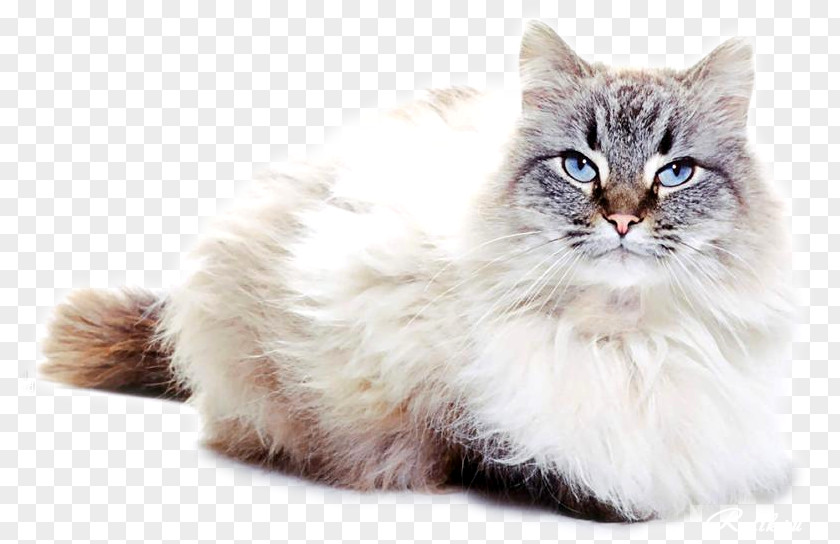 Kitten Asian Semi-longhair Ragamuffin Cat British Whiskers PNG