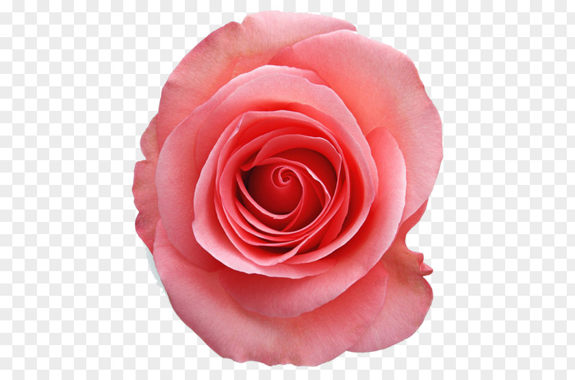 Orint Clip Art Garden Roses Image Pink PNG
