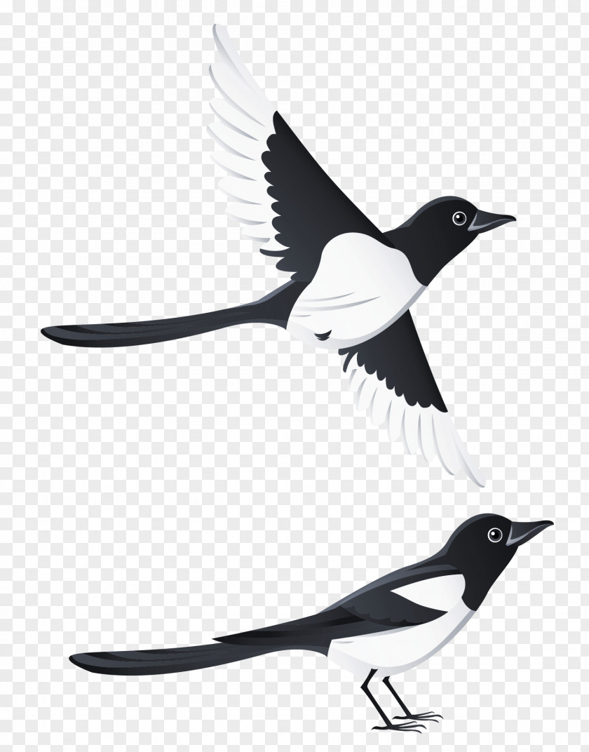 Swallows Clipart Picture Swallow Bird Beak PNG