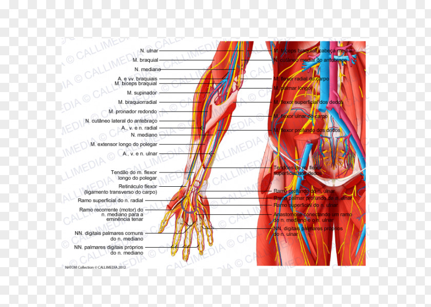 Arm Radial Nerve Forearm Muscle Blood Vessel PNG