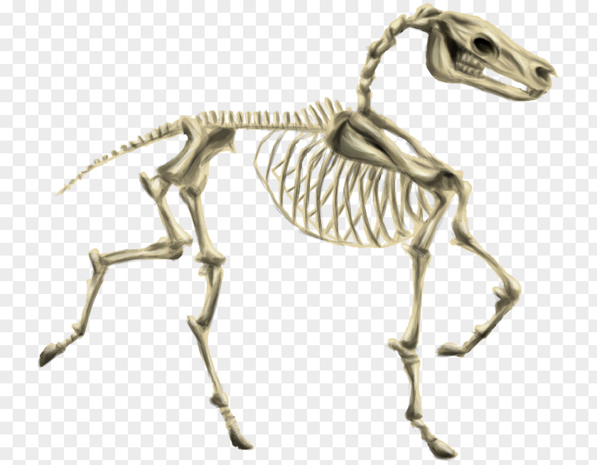 Skeleton Horse Human Howrse Pony PNG