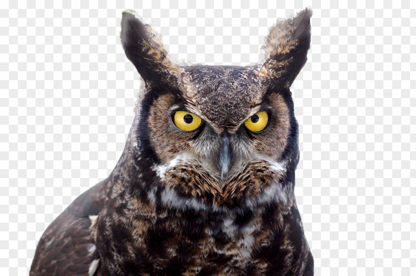 Bird Great Horned Owl Ear Tuft PNG