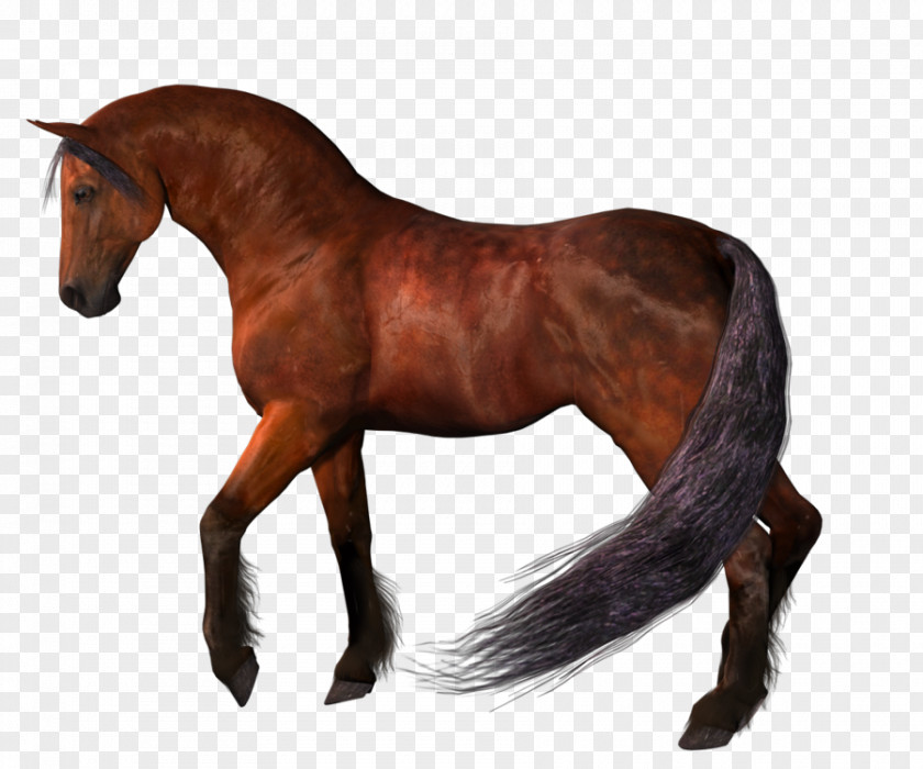 Horse 2 Clip Art PNG