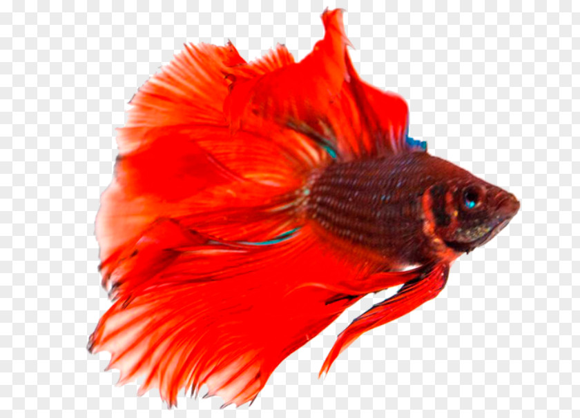 Betta Transparent Background Siamese Fighting Fish Breed PNG