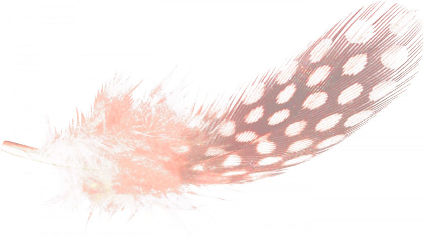 Feather Bird Watercolor Painting PNG