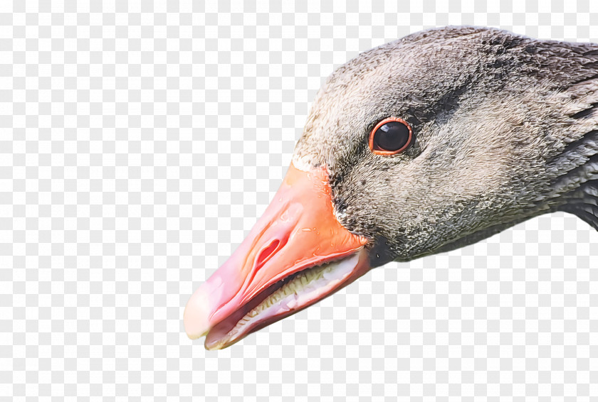 Goose Wild Animal PNG