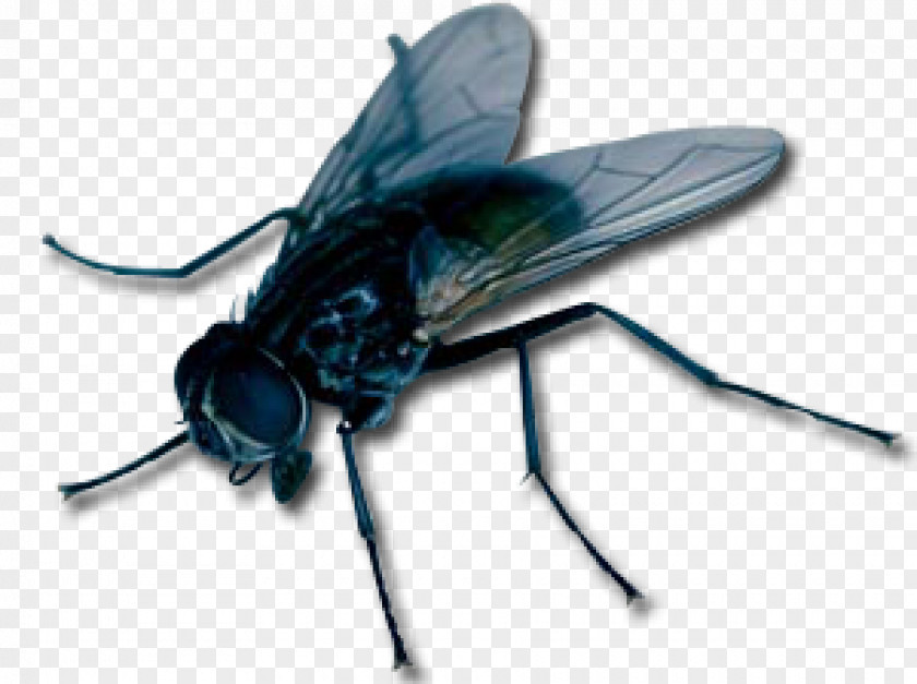 Insect Fly Clip Art PNG