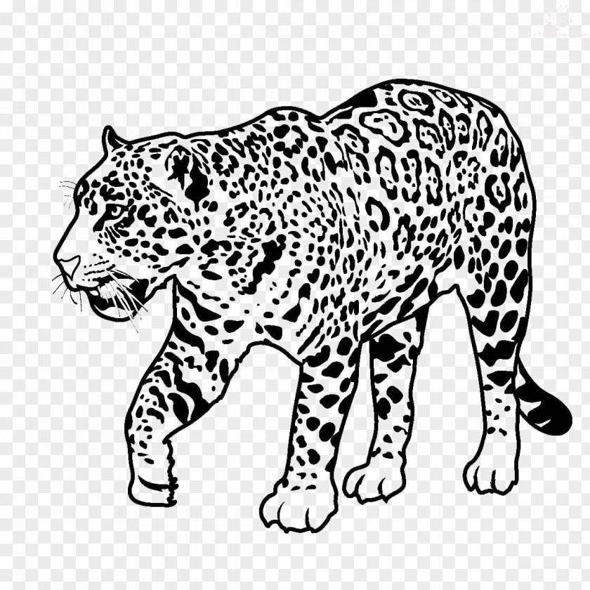 Jaguar Black Panther Clip Art Drawing Leopard PNG