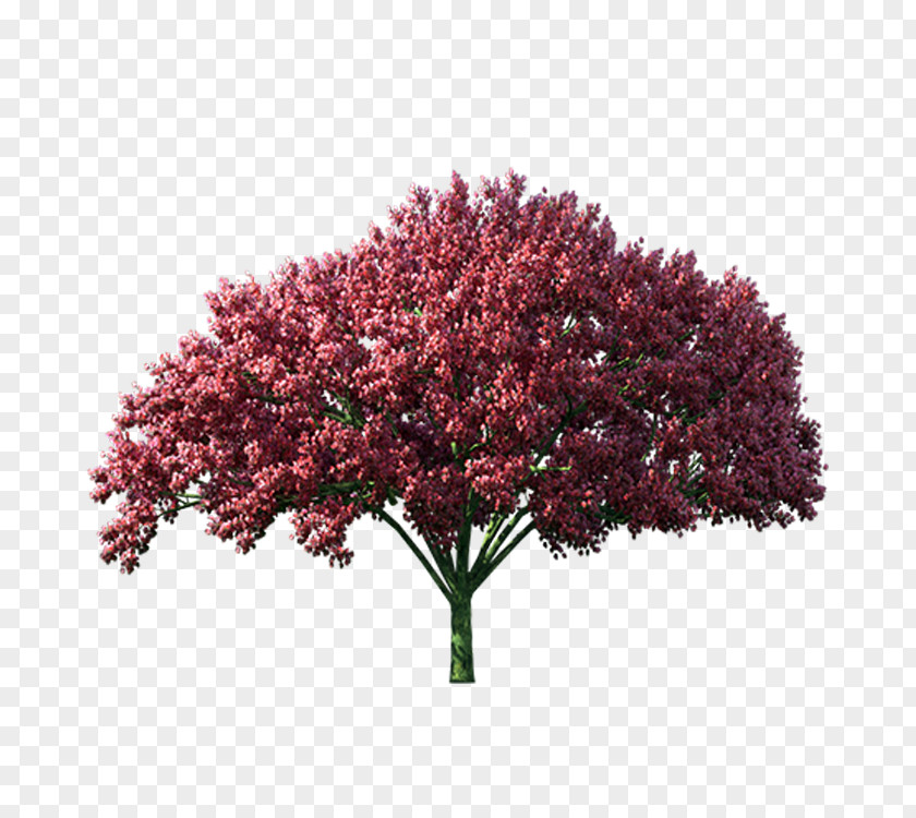 Purple Leaf Tree Autumn Computer File PNG