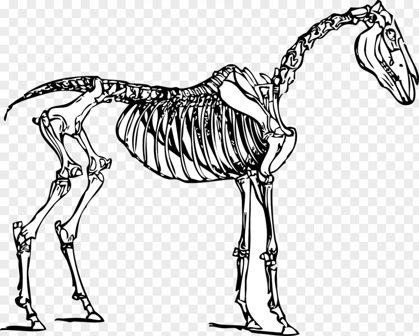 Skeleton Horse Drawing Clip Art PNG