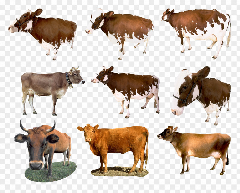 Terrestrial Animal Pasture Bovine Herd Calf Cow-goat Family Dairy Cow PNG