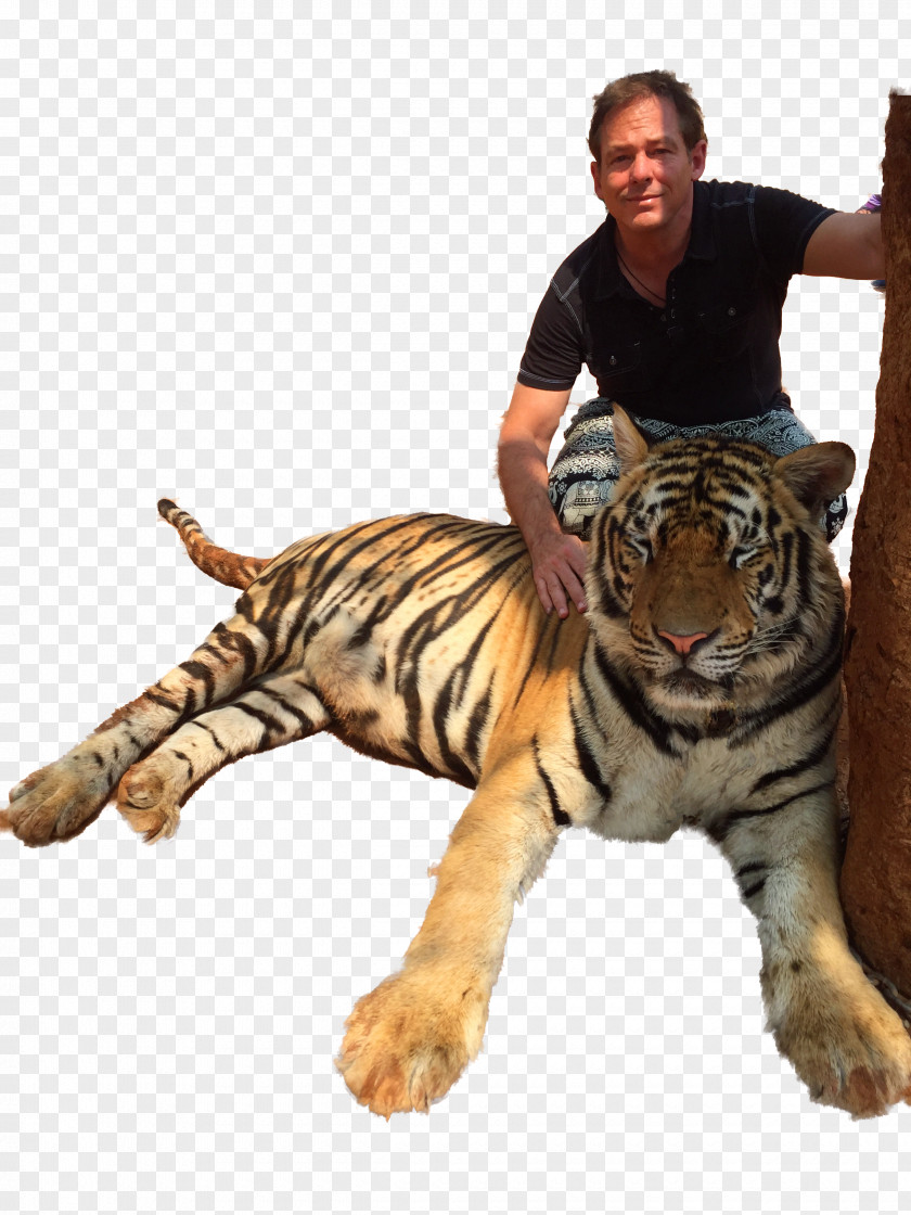 Tiger Temple Big Cat Animal PNG