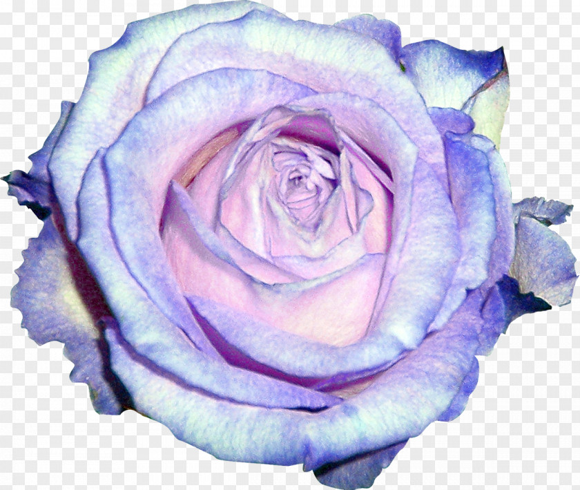 White Rose Garden Roses Blue Violet Centifolia PNG