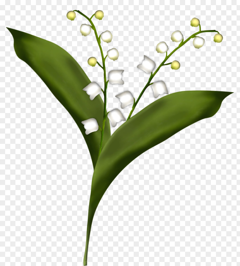 Lily Of The Valley Flower Drawing PNG