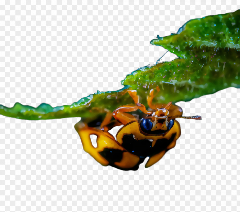 Animal Figure Beetle Insect Pest Macro Photography Leaf PNG