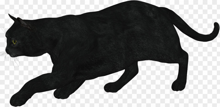 Cat Black Whiskers Domestic Short-haired Terrestrial Animal PNG