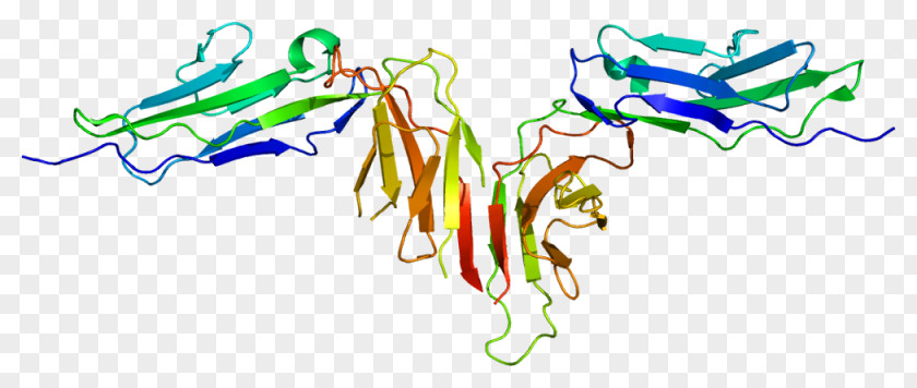 Glycoprotein Platelet Collagen GPVI Receptor PNG
