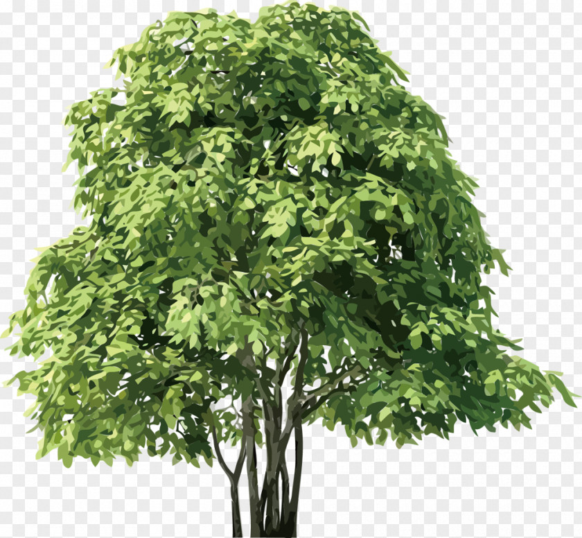 Green Tree Birch Clip Art PNG