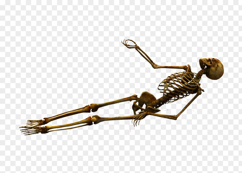 Skeleton Human Bone Skull PNG
