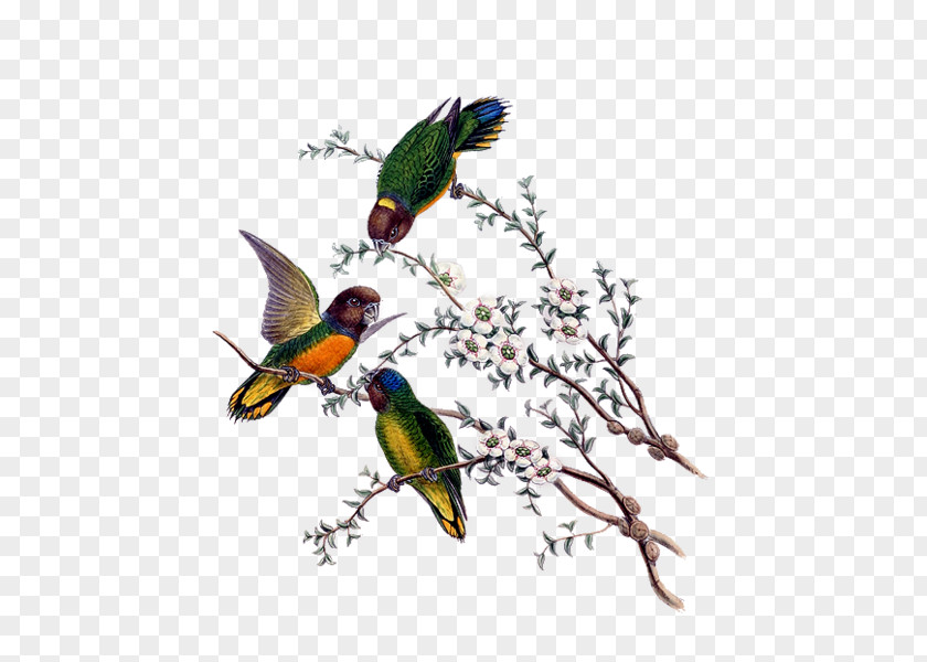 Bird Hummingbird Bird-of-paradise Still Life PNG