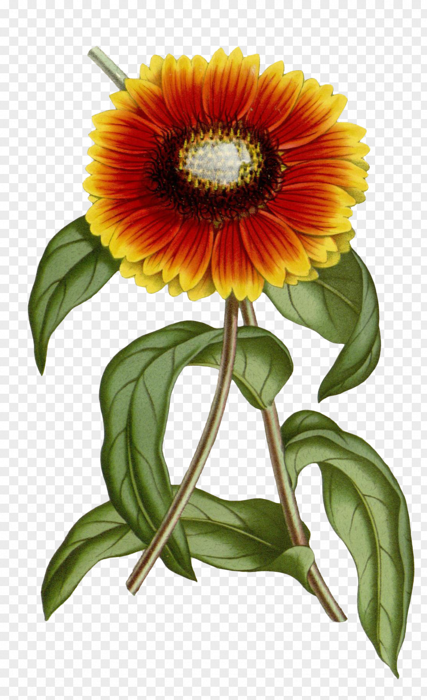 Chrysanthemum Gaillardia Pulchella Xd7 Grandiflora Common Sunflower Botany PNG