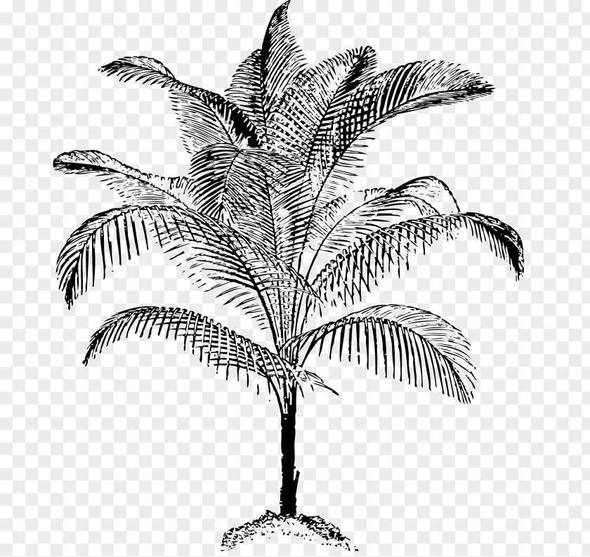 Coconut Arecaceae Clip Art PNG