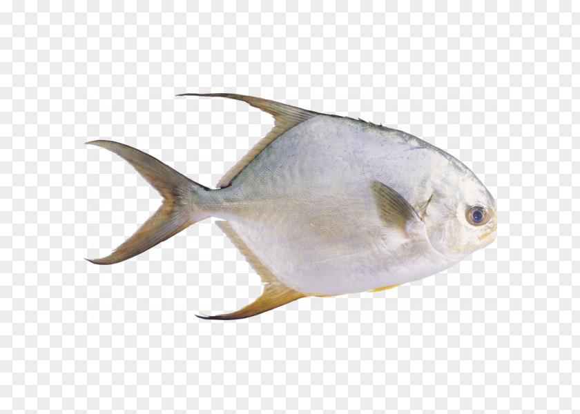 Fish Pampus Argenteus Stromateidae Seafood PNG