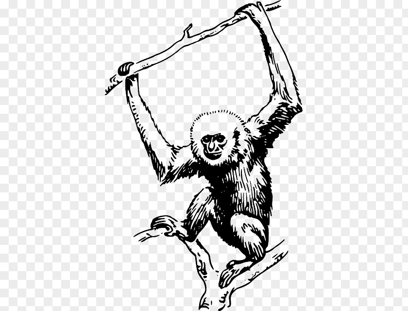 Nature，sea Animals，dolphin Primate Gorilla Gibbon Monkey Clip Art PNG