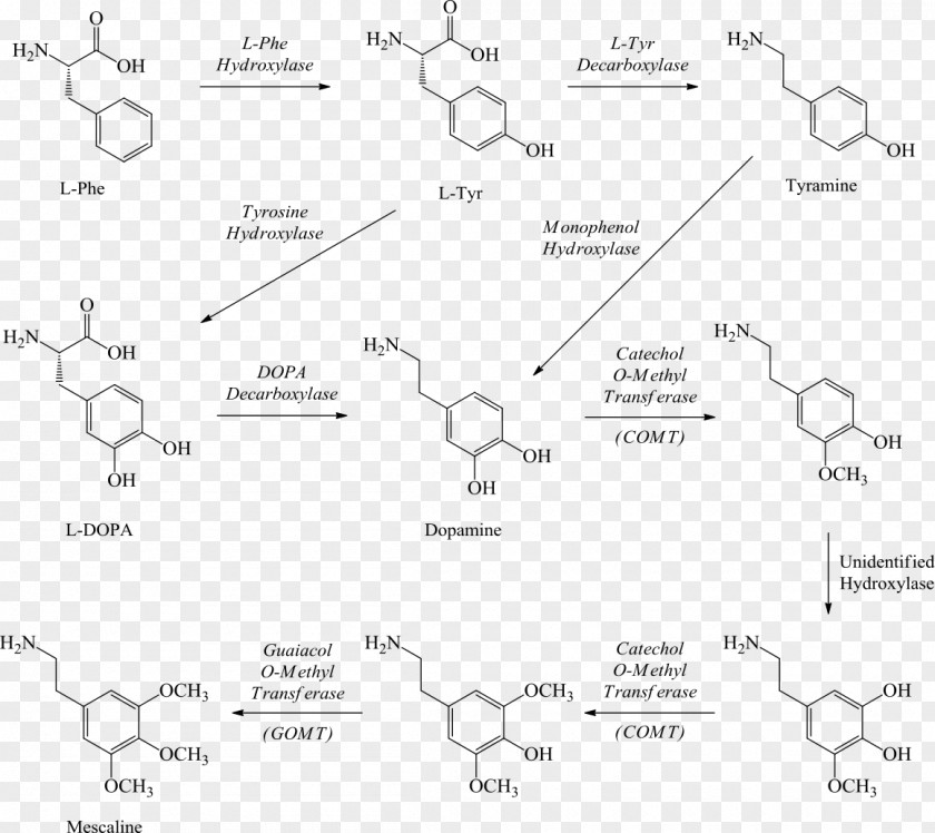 Pebble Pathway Mescaline Peyote Hallucinogen 2C-B Drug PNG