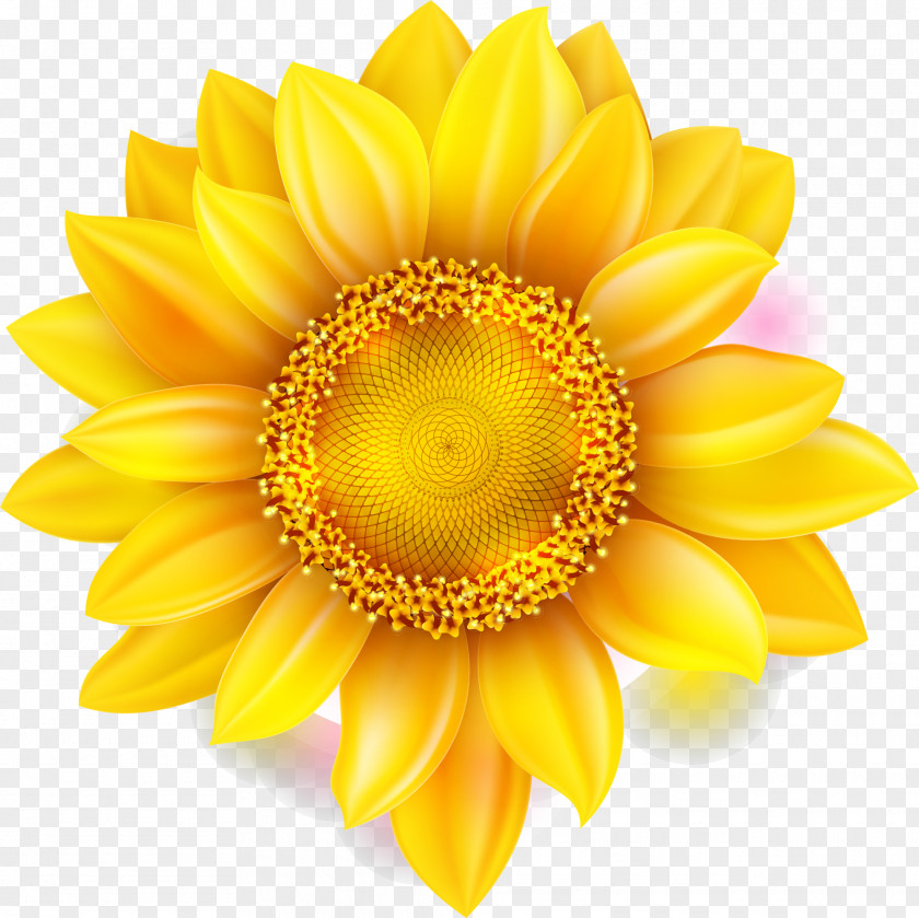 Yellow Sunflower Flower Shutterstock Chrysanthemum PNG