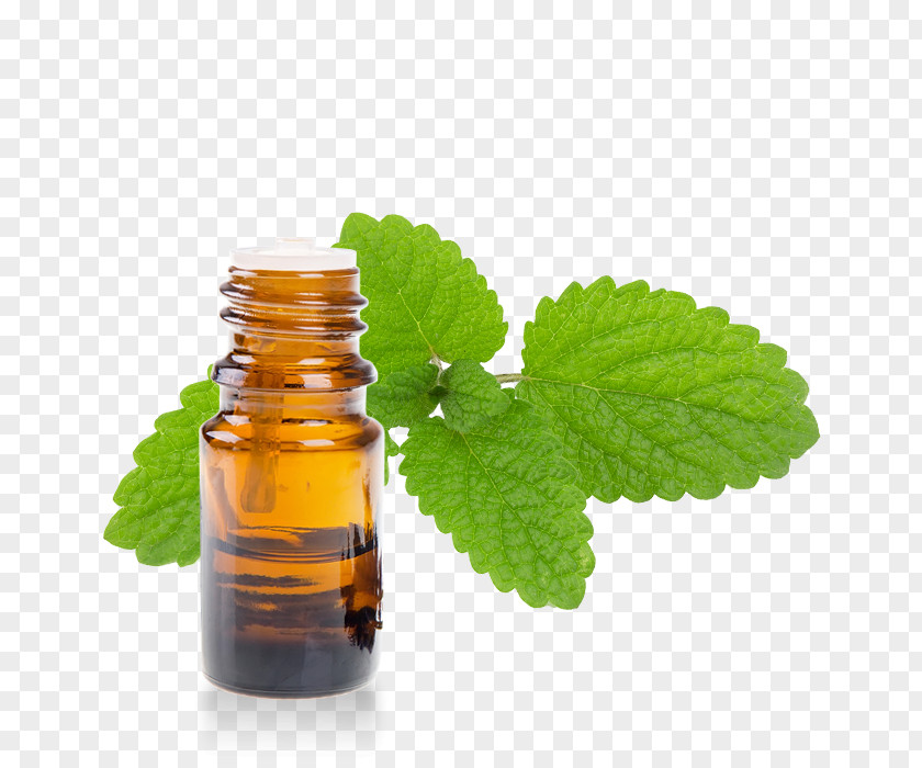 Ajowan Huile Essentielle Lemon Balm Herbalism Essential Oil Officinalis PNG