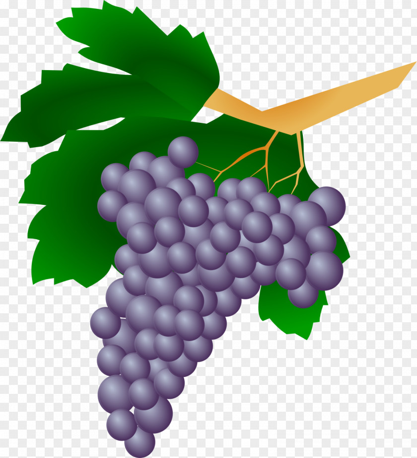 Grappe Wine Grapes Kyoho Viticulture PNG