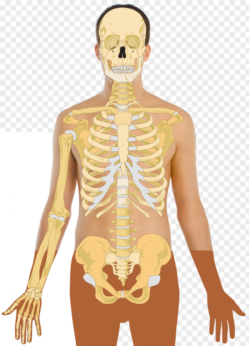 Human Skeleton Body Bone Homo Sapiens PNG