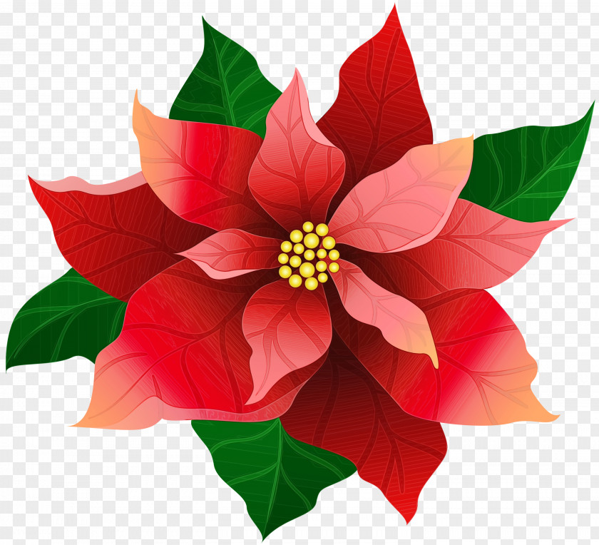 Leaf Flowering Plant Flower Petal Red Poinsettia PNG