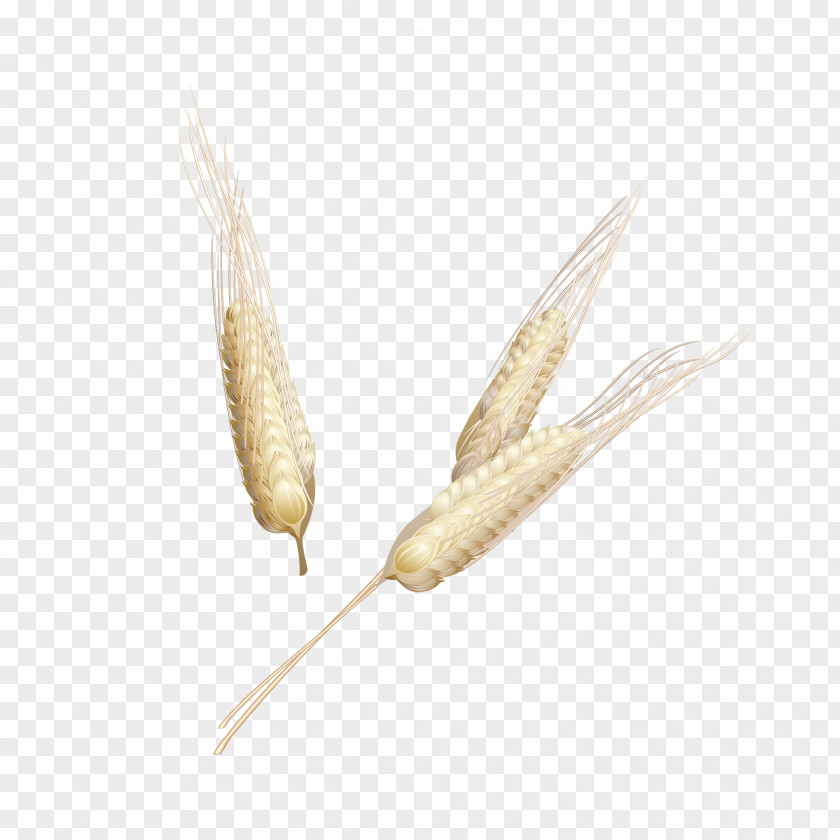 Three Wheat Spike Maize Oryza Sativa Grauds PNG