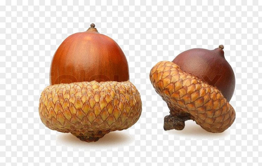 Acorn Photography Oak Nut PNG