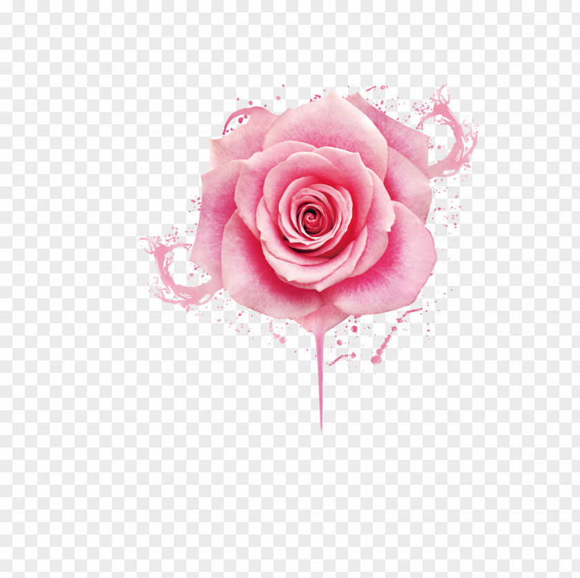 Beautiful Pink Peony Flower Drops Beach Rose Nail Polish Gel Nails PNG