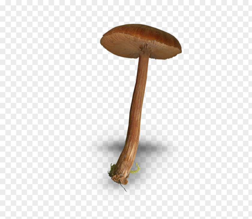 Brown Mushrooms Mushroom Fungus Drawing PNG