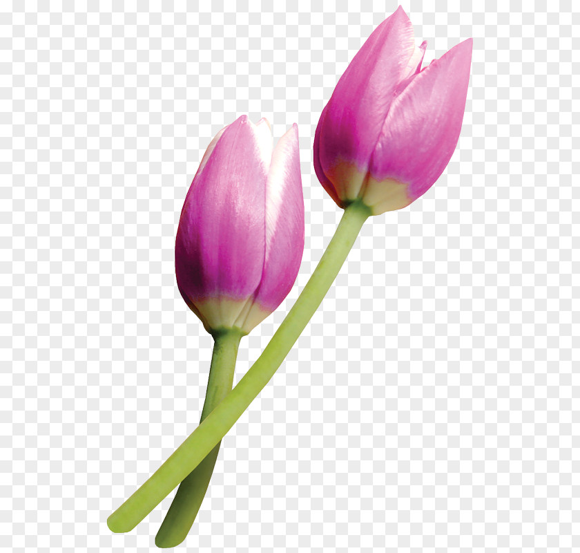 Flower Tulipa Clusiana Paper PNG